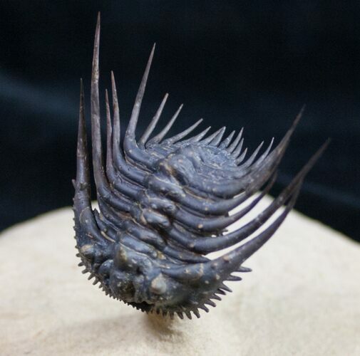 Jaw Dropping Flying Leonaspis Trilobite #9847